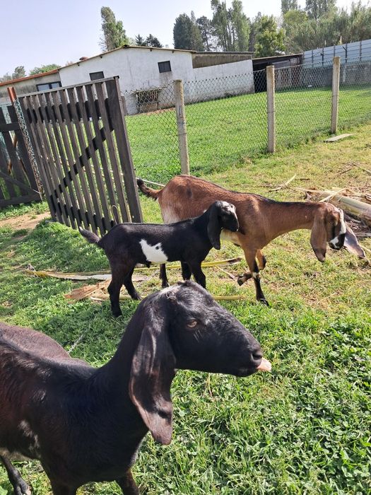 Vendo cabrito Anglo Nubiano