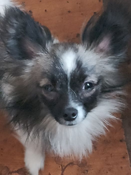 Пропала собака по имени Лешка