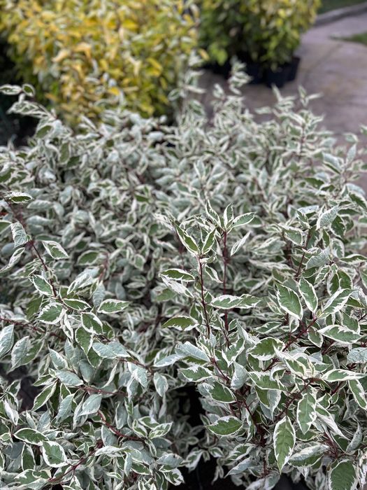 Дерен білий Elegantissima | Aurea в горщиках