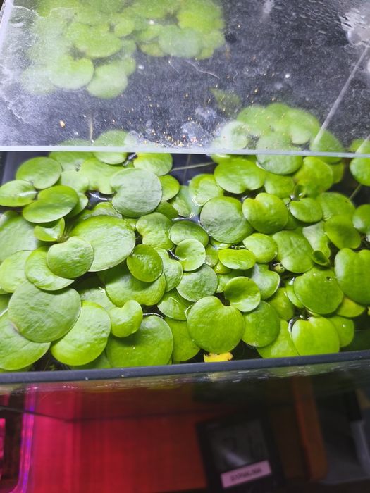 Rośliny akwariowe mix wysyłka