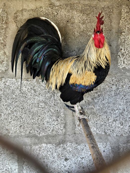 Garnizo de estimação
