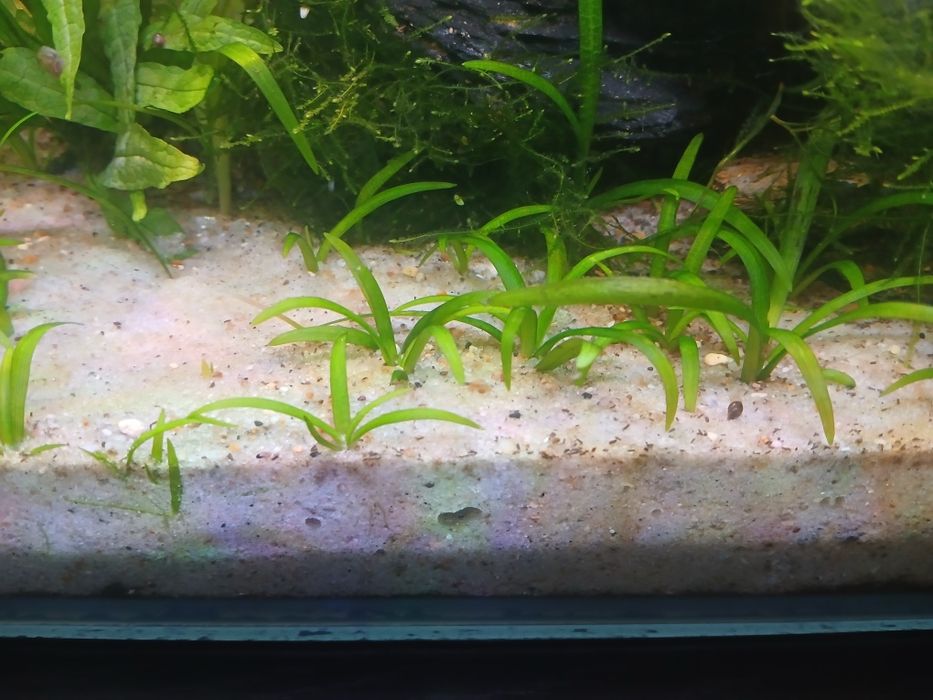 Plantas para aquario