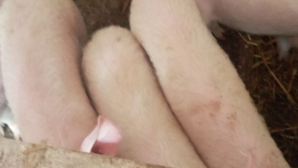 Продам домашніх поросят