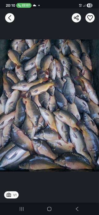 Karp zywy HURT 1.4-2.2 KG