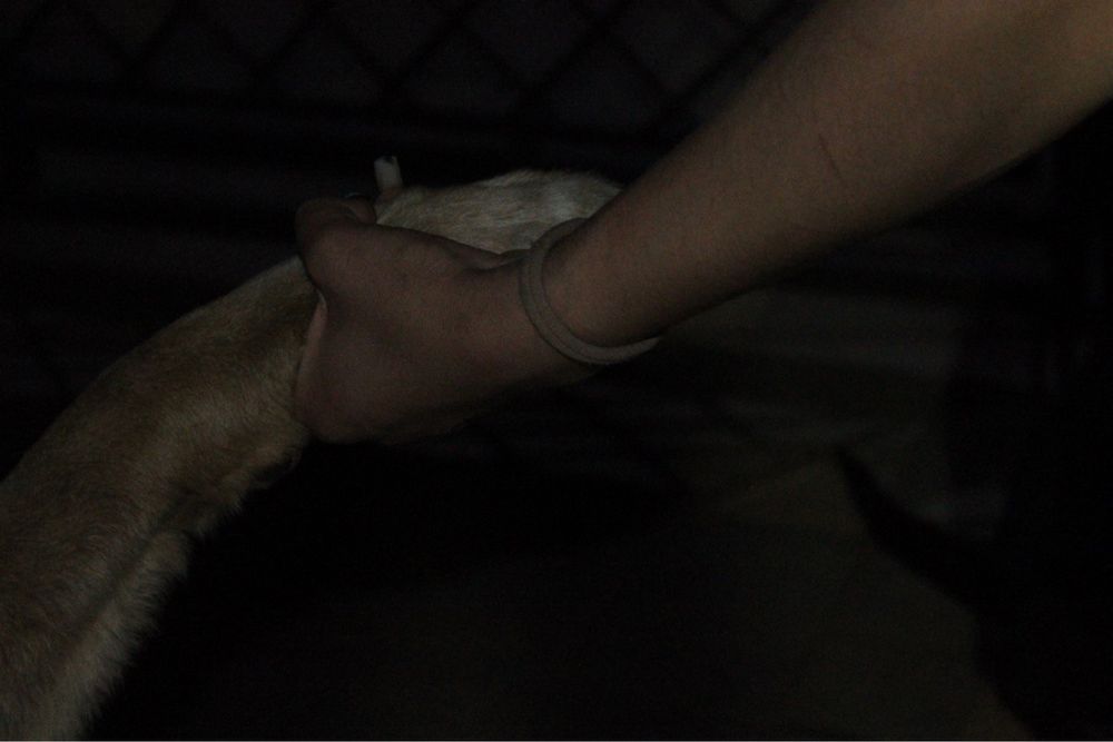 Услуги кінолога, приймаю всіх порід собак