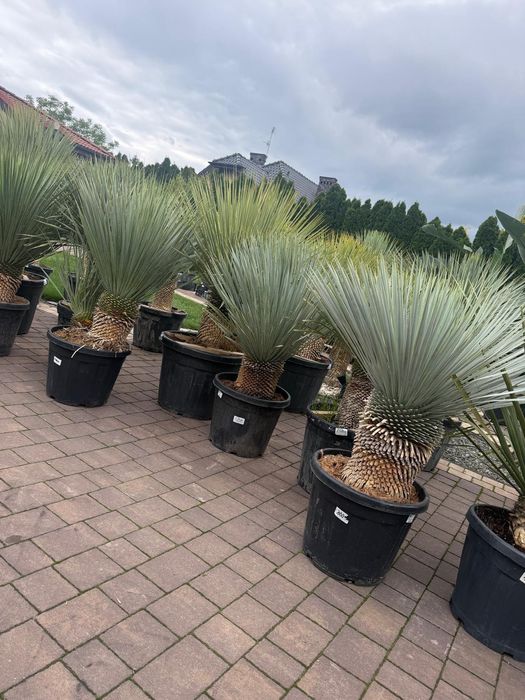 Juka Rostrata - Yucca Rostrata Mrozoodporna roślina egoztyczna HIT Sezonu