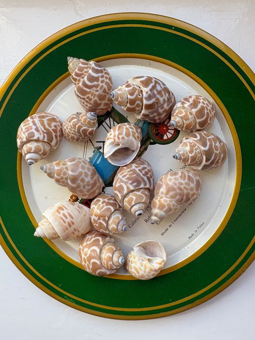 Ракушки бивальве
