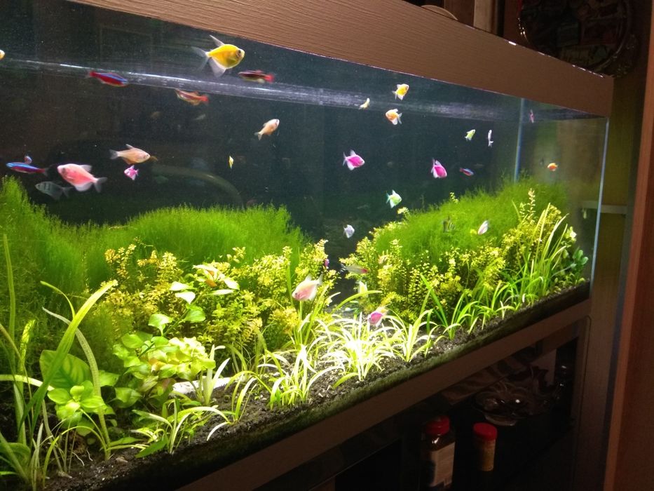 Обслуживание аквариумов.Услуги аквариумиста.