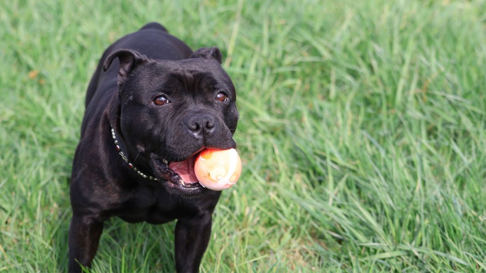 Staffordshire Bull Terrier, Staffik, stafford