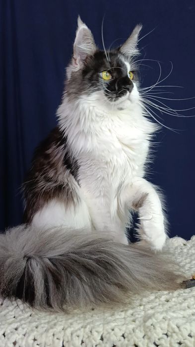 Котик породы Мейн Кун