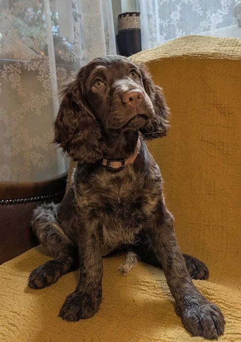 Szczeniak Polski Spaniel Myśliwski