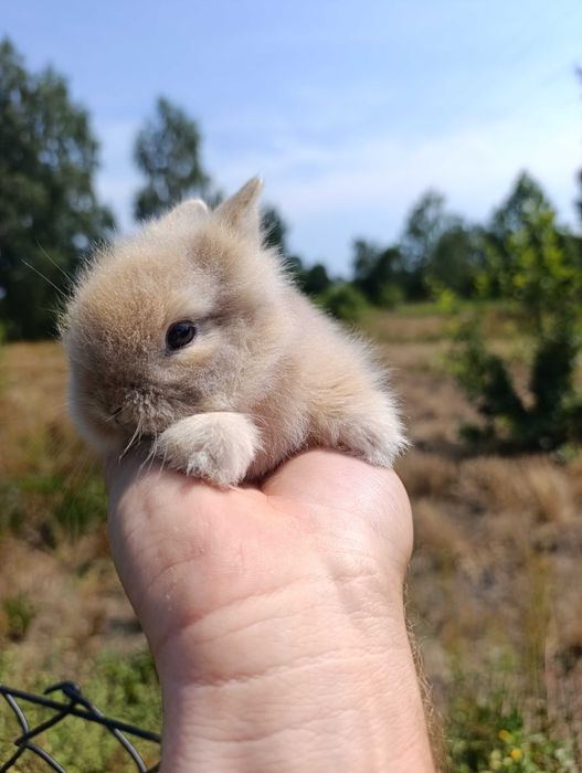 Karzelek Teddy króliki
