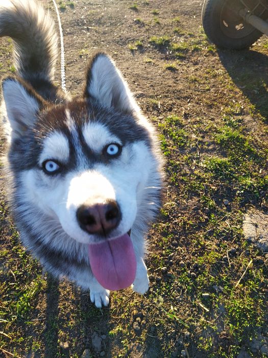 Віддам в добрі руки Хаскі