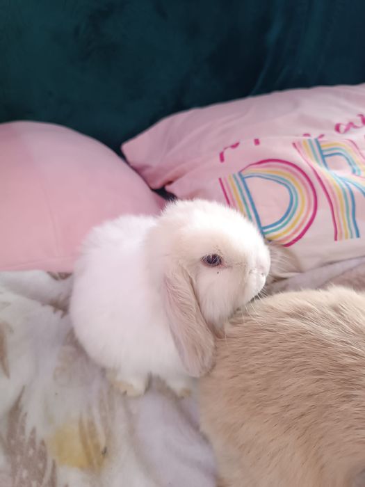 Niebieskooka dziewczynka Mini lop malutka