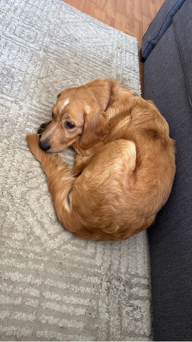 Cão de 7 meses para dar