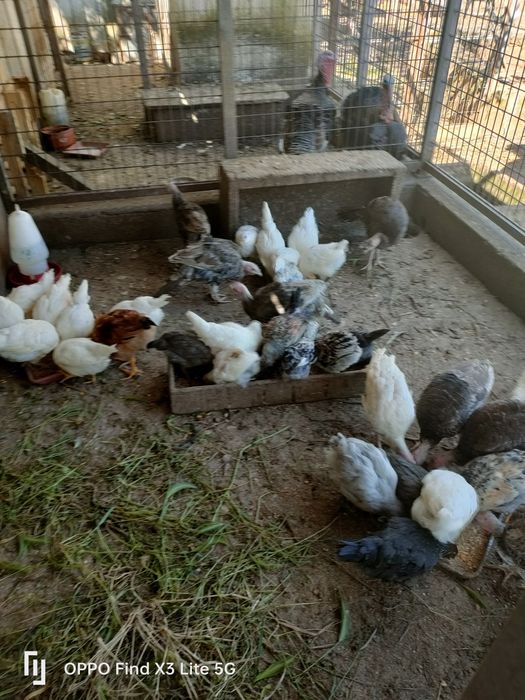 Animais biológicos, criados ao ar livre.