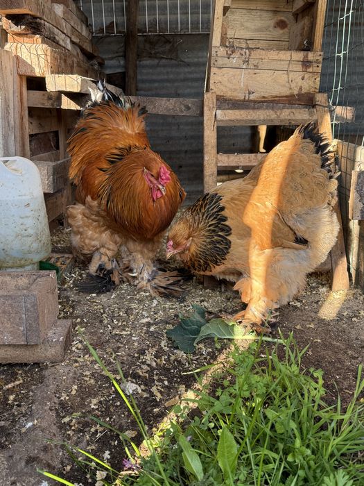 Ovos Férteis para Incubação e galinhas/pintos de várias raças