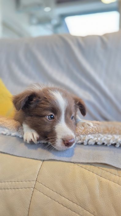 Border Collie Chocolate Fêmea (Olhos Verdes Azulados)