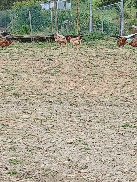 Ovos de galinhas soper felizes
