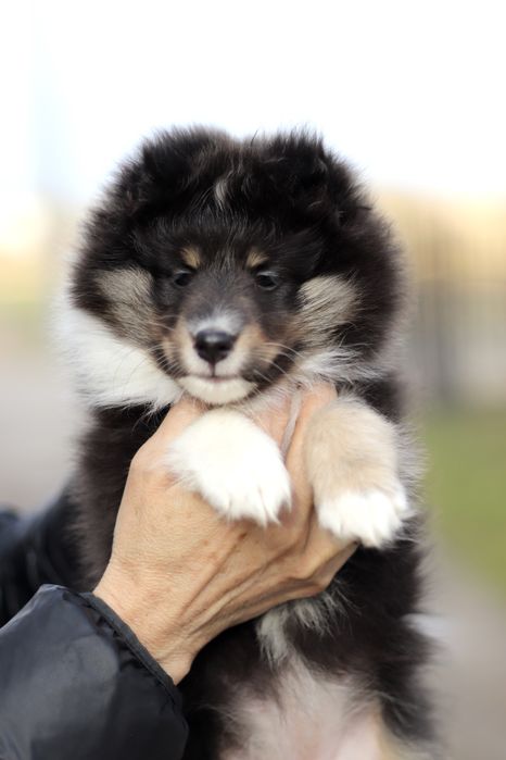 Owczarek szetlandzki (sheltie) - suczki  - Liceliette FCI