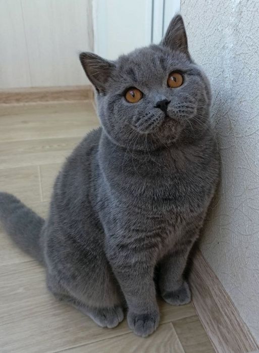 Клубні шотландські кошенята