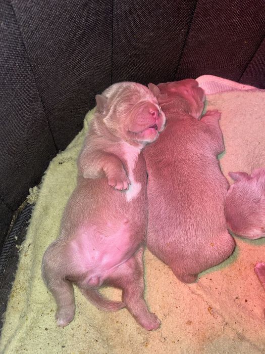 american bully pocket