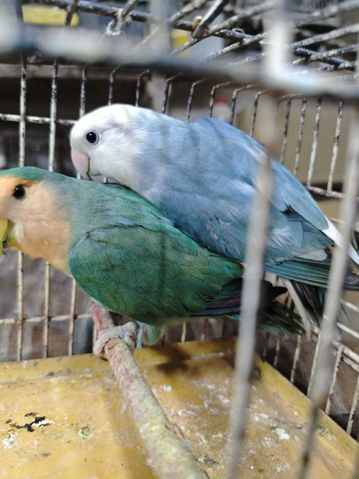 Casal Roseicollis LongFeathers muito bonito