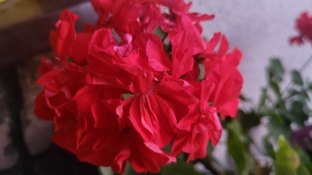 Герань пеларгонія калачики ампельна зональна зірчаста плющелиста духмя