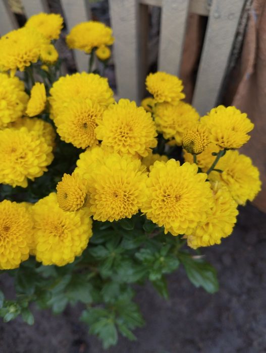 Продам хризантеми