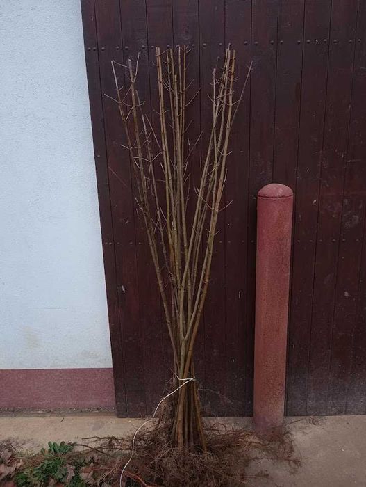 Klon jawor 160cm - 180 cm.