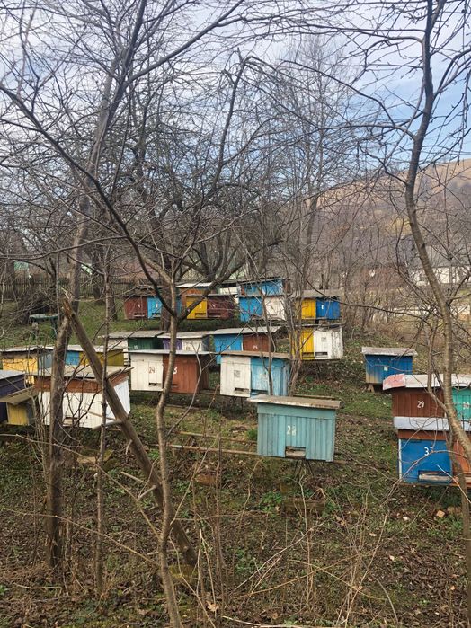 Бджолині сімʼї з вуликами або без