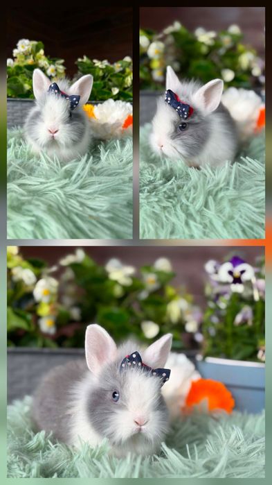 Karzełki Teddy Mini