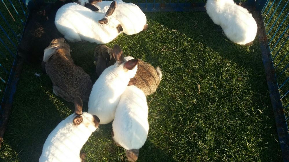 Sprzedam króliki ekologiczne