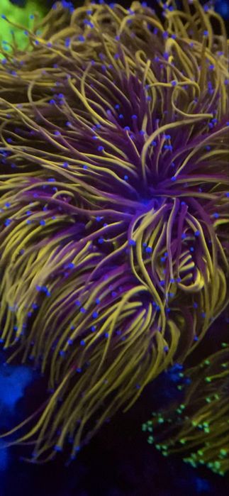 Морские кораллы