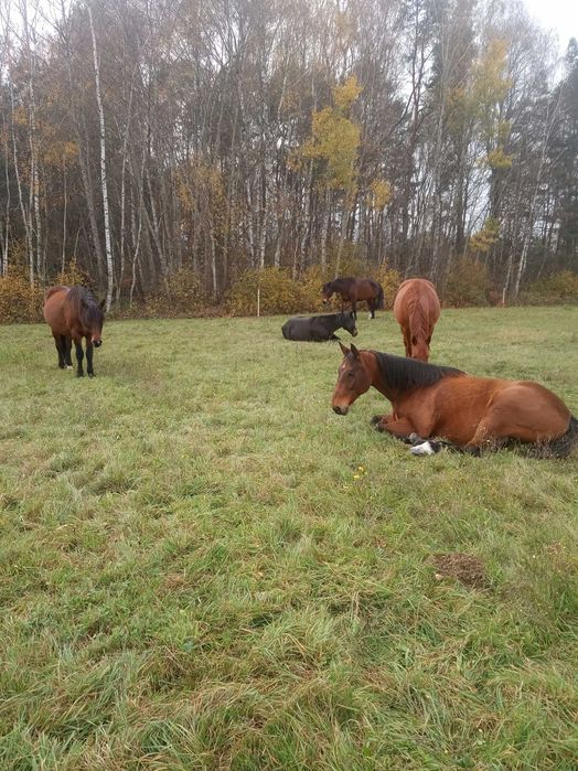 Pensjonat  dla koni blisko Warszawy