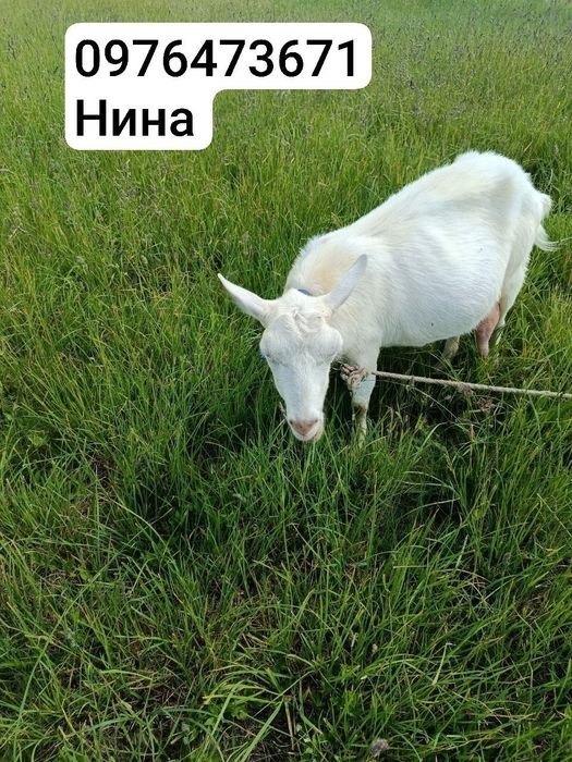 Продам козу для молока