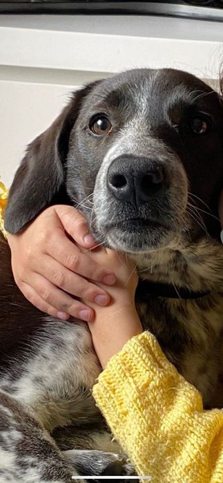 Filhote beagle para adoção responsável 7 meses