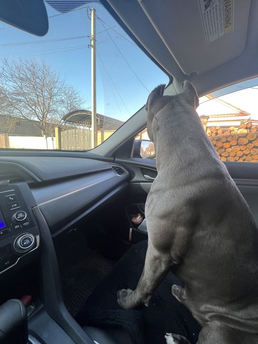 Пітбуль   в’язка