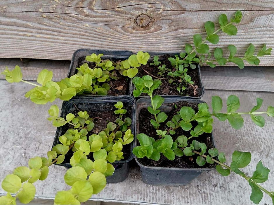 Вербейник монетчатий