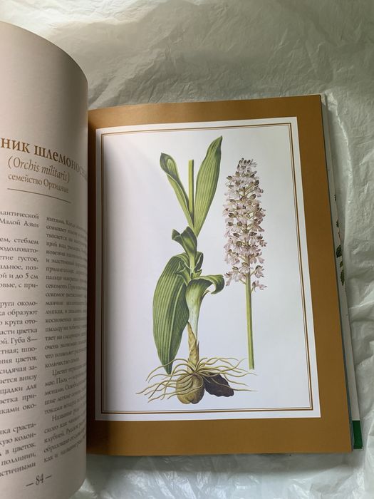 Цветы мира в рисунках лучших художников XVIII-XIX веков
