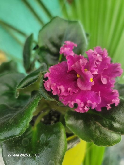 Мини фиалки и стандарти