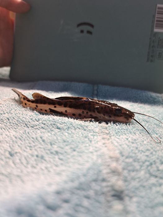 Sum jaguar  P.  hemioliopterus - x - P.  fasciatum