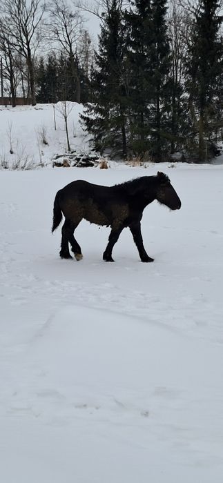 Ogierek zimnokrwisty