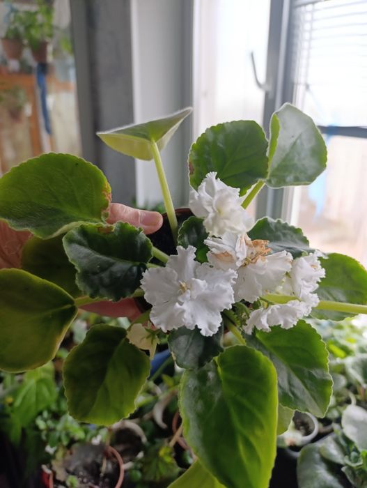 Комнатные  цветы