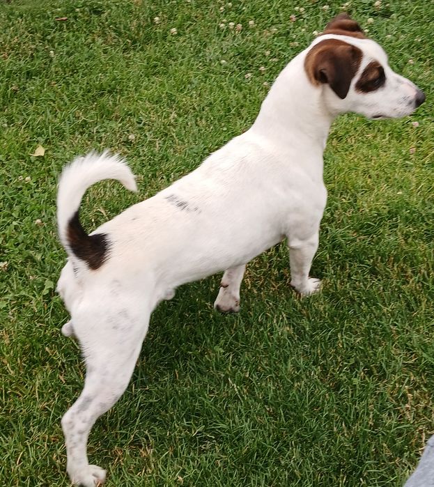 Jack russell terrier