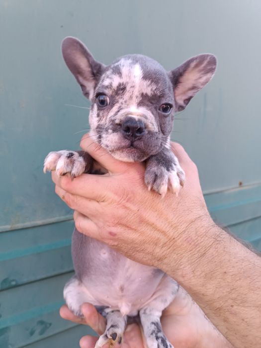 Блакитні,чорні,мармур,білі,шоколадні,різного забарвлення,на любий смак