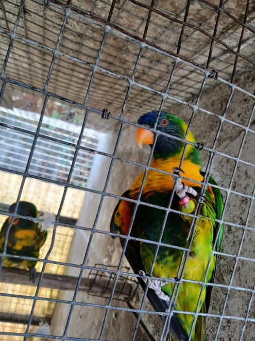 Loris para mudar de casa