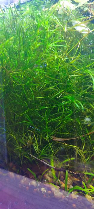 Roślina guppy grass najas guadelupensis duża ilość