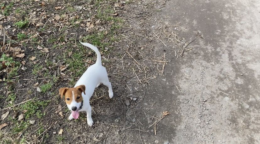 Ищу кобеля для вязки Джек Рассел Терьер