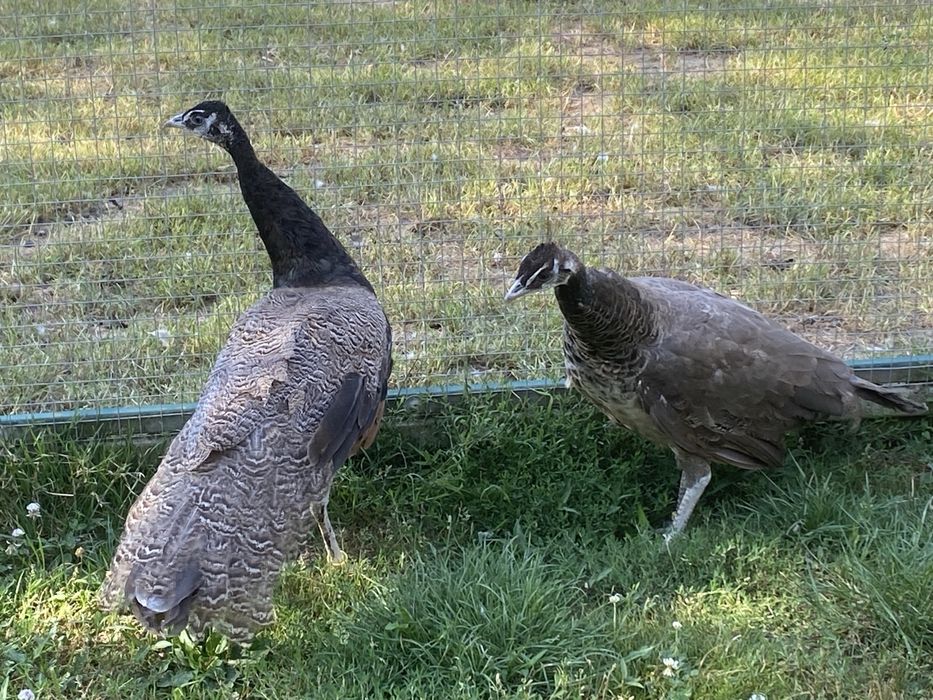 Pawie buford bronze para